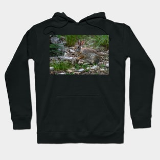 Cottontail Rabbit Hopping Along the Trail Hoodie